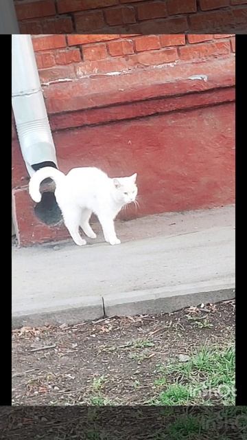 Встретились два друга, чёрный и белый 🐱🐱❤