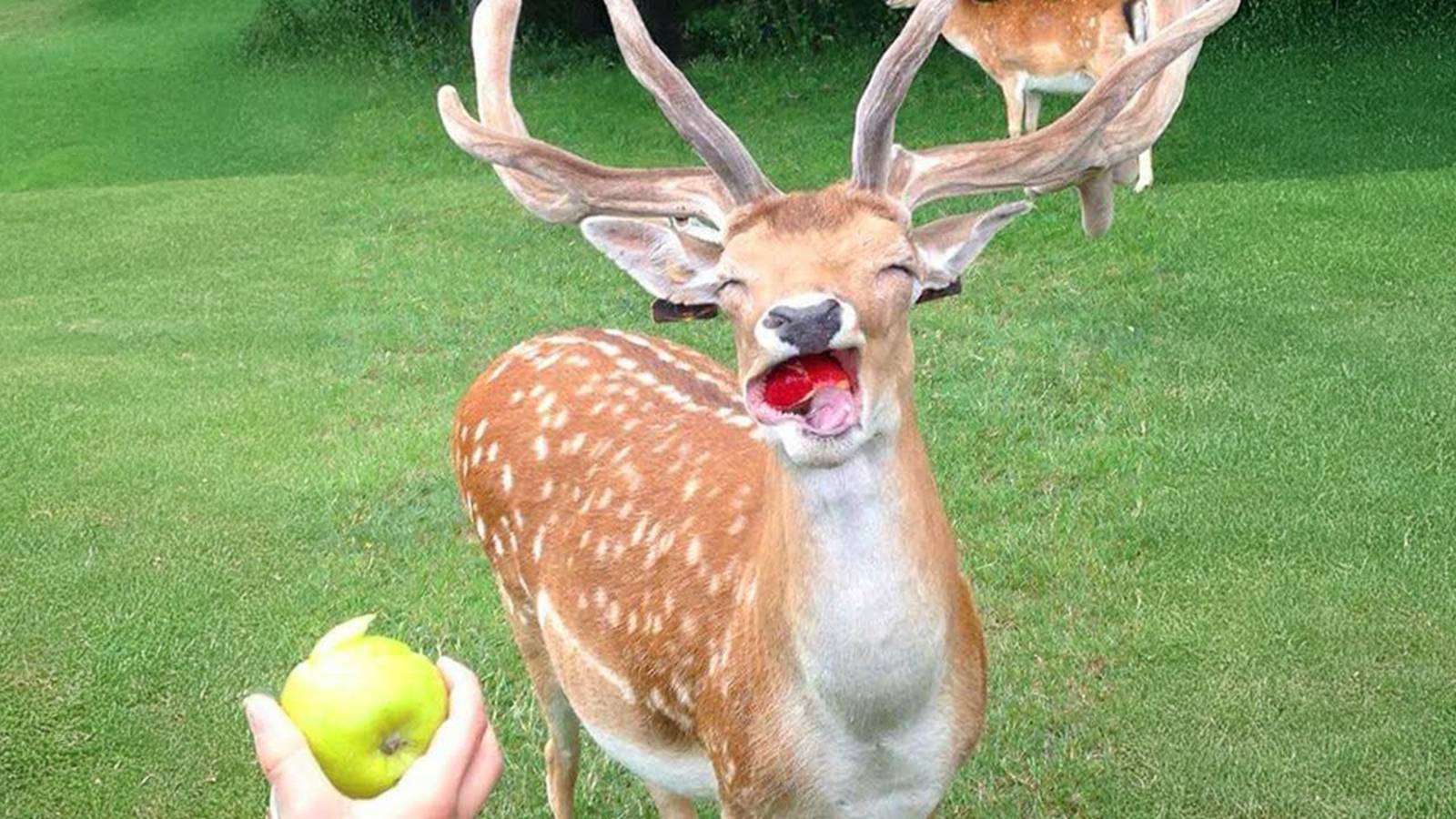 99,9% не могут перестать смеяться над этими животными - Самые смешные видео с ЖИВОТНЫМИ 2025