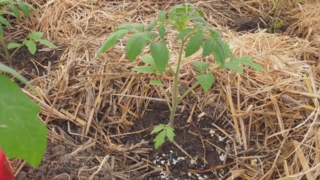 Томаты не растут после высадки? Погодные " качели". Исправим за одну обработку.