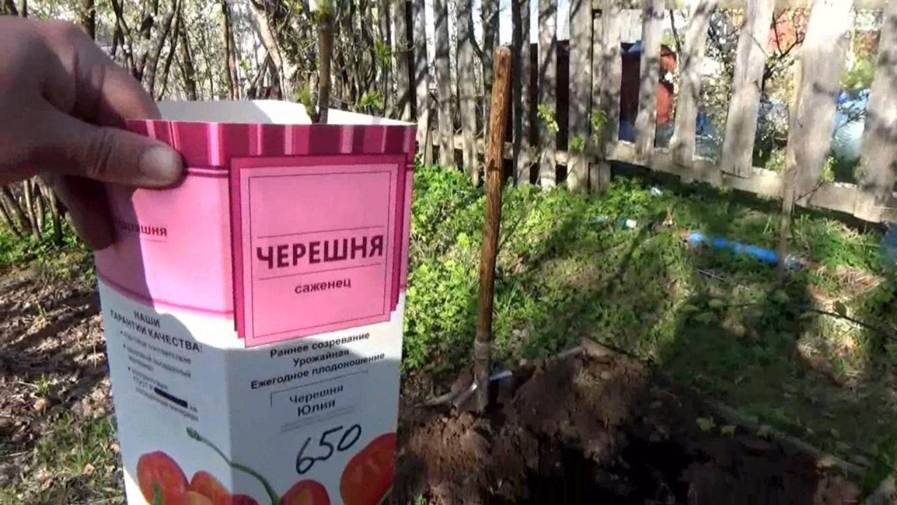 Посадка саженца черешни