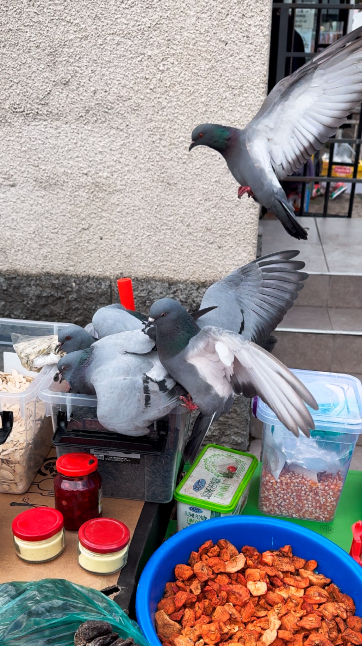 Голуби 🕊️ #боржоми