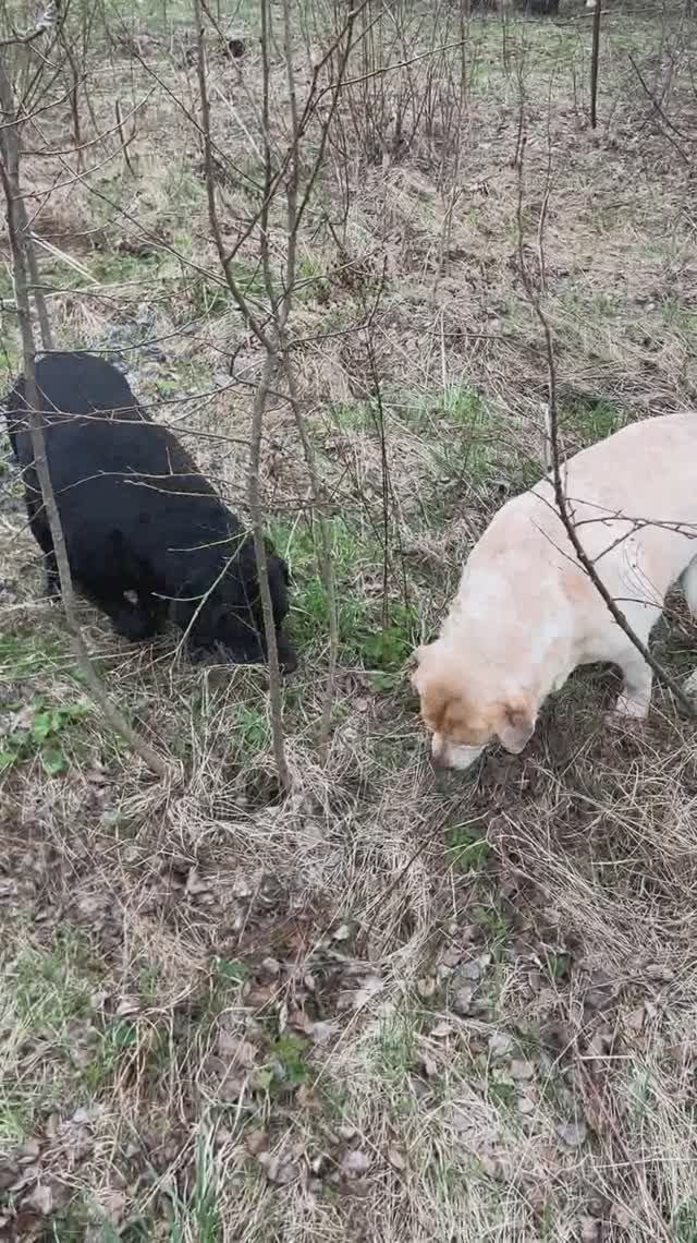 Ульзана с Ланой ( anzl.ru ) на работе.