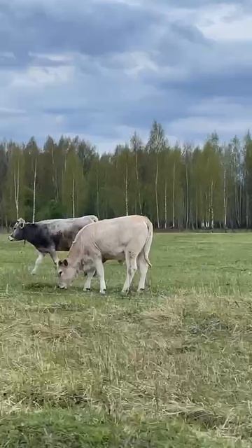 Коровы пасутся на зеленой травке