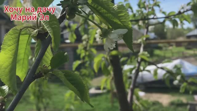 Как чувствует себя сад после снегопада и ночных заморозков 05.24г. Закончила уборку в цветнике.