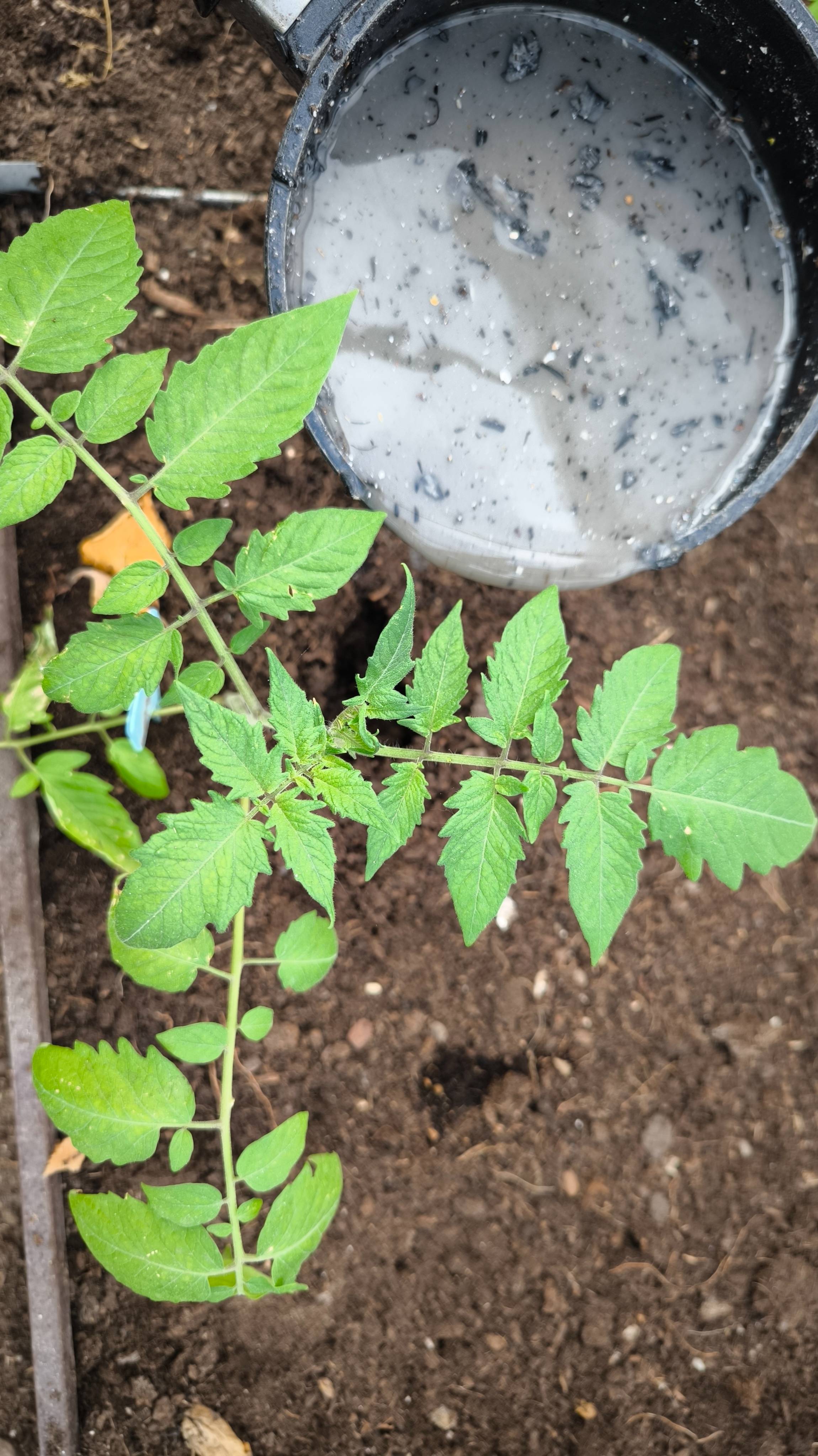 НИКОГДА НЕ КОРМИТЕ ЗОЛОЙ ТОМАТЫ, если не знаете этот способ! Подкормка золой всех растений.