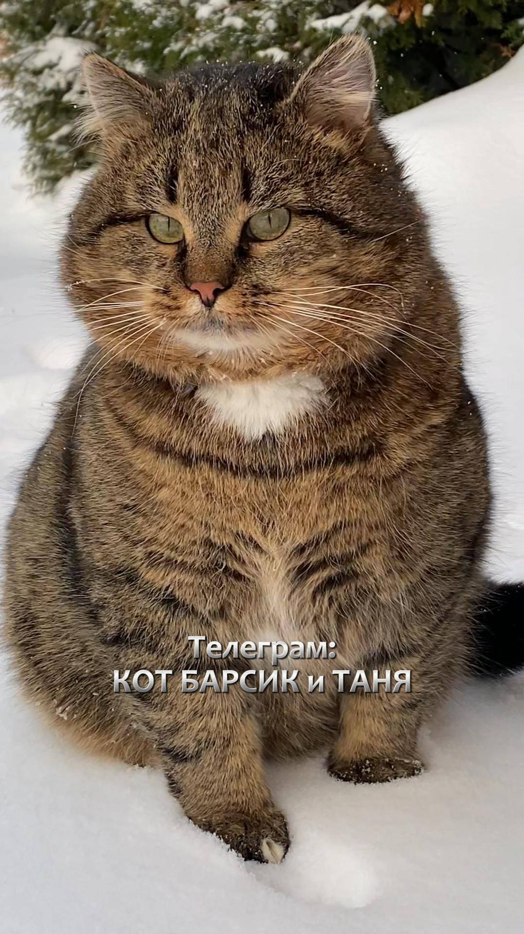 Коты - Посланники Звезд