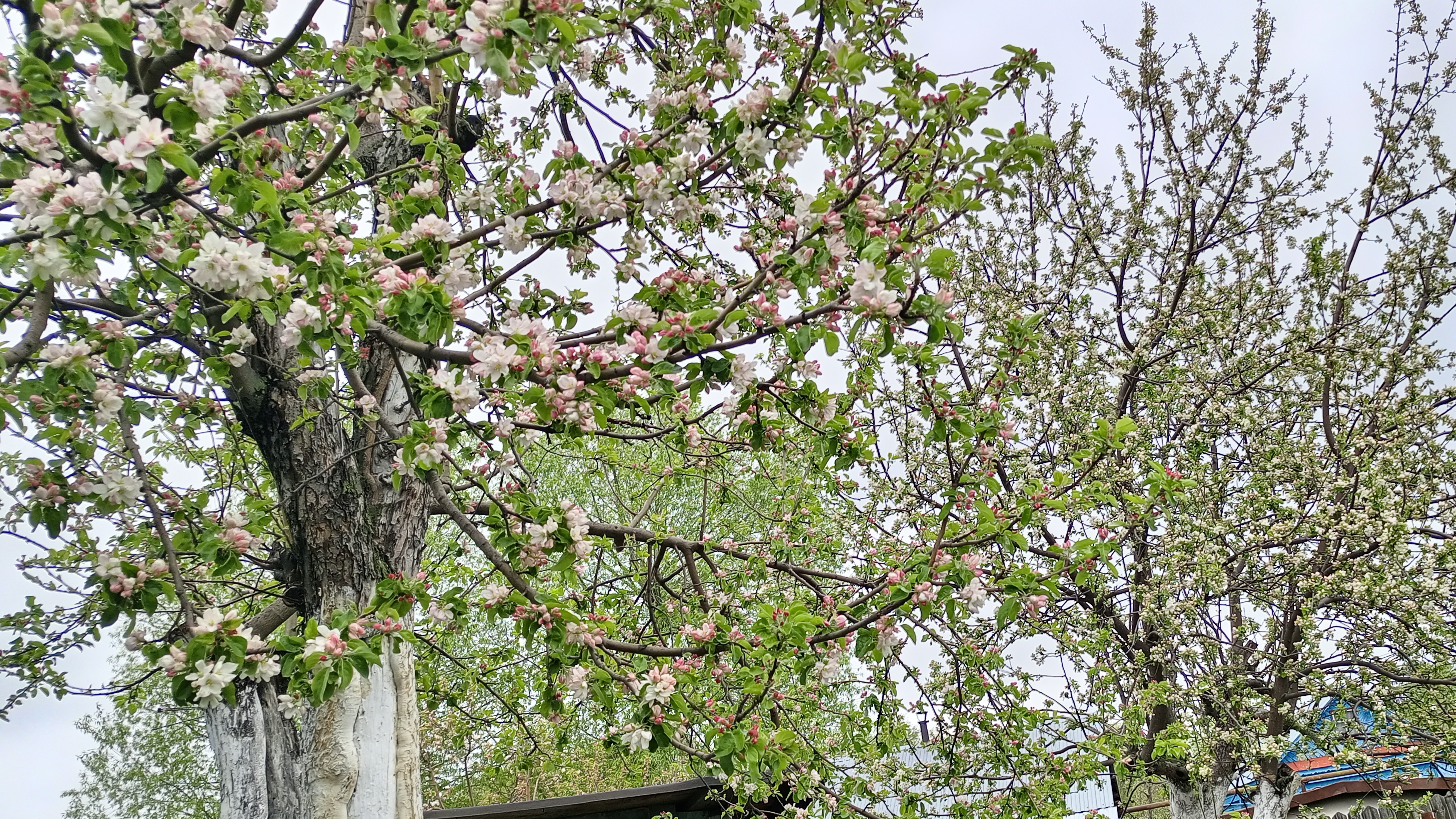Такая Красота Распустились Цветочки на яблони