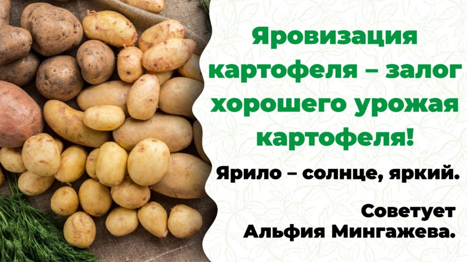 Как подготовить семена картофеля к посадке? Яровизация. Смотри и делай! Красивый сад и аптека.