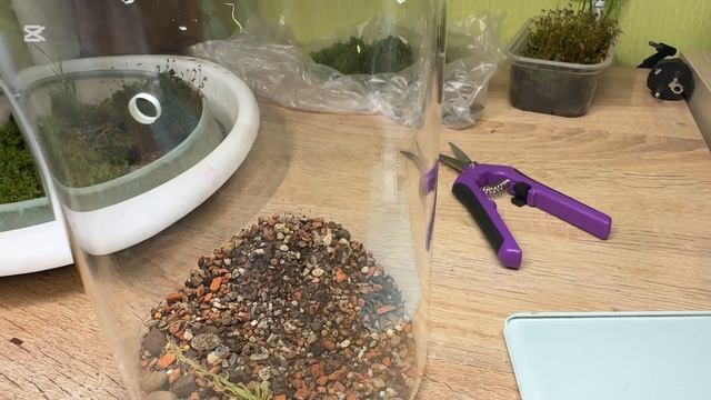 Делаю свой первый моховый флорариум