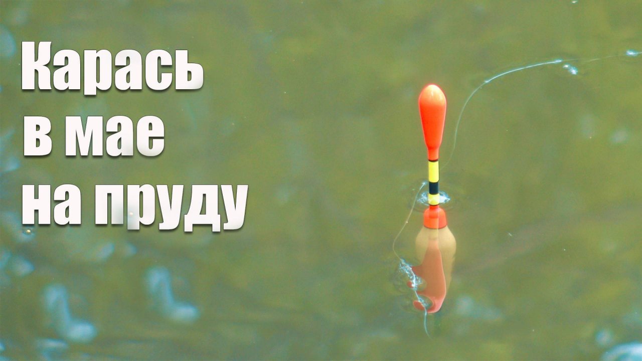 Ловля карася в мае на деревенском пруду на поплавок