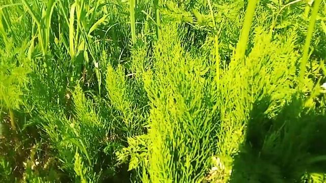 Собираем полевой хвощ май-июнь