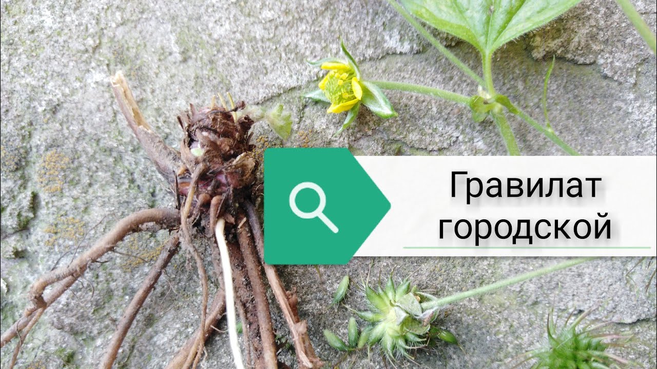 Гравилат. Почему его зовут "гвоздичный корень"?