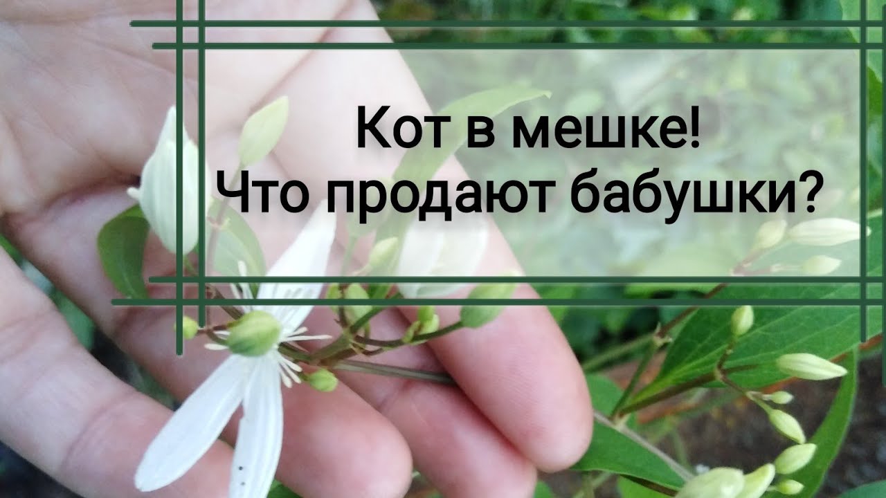 Обман на рынке рассады.