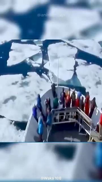 Самый невезучий медведь на свете.