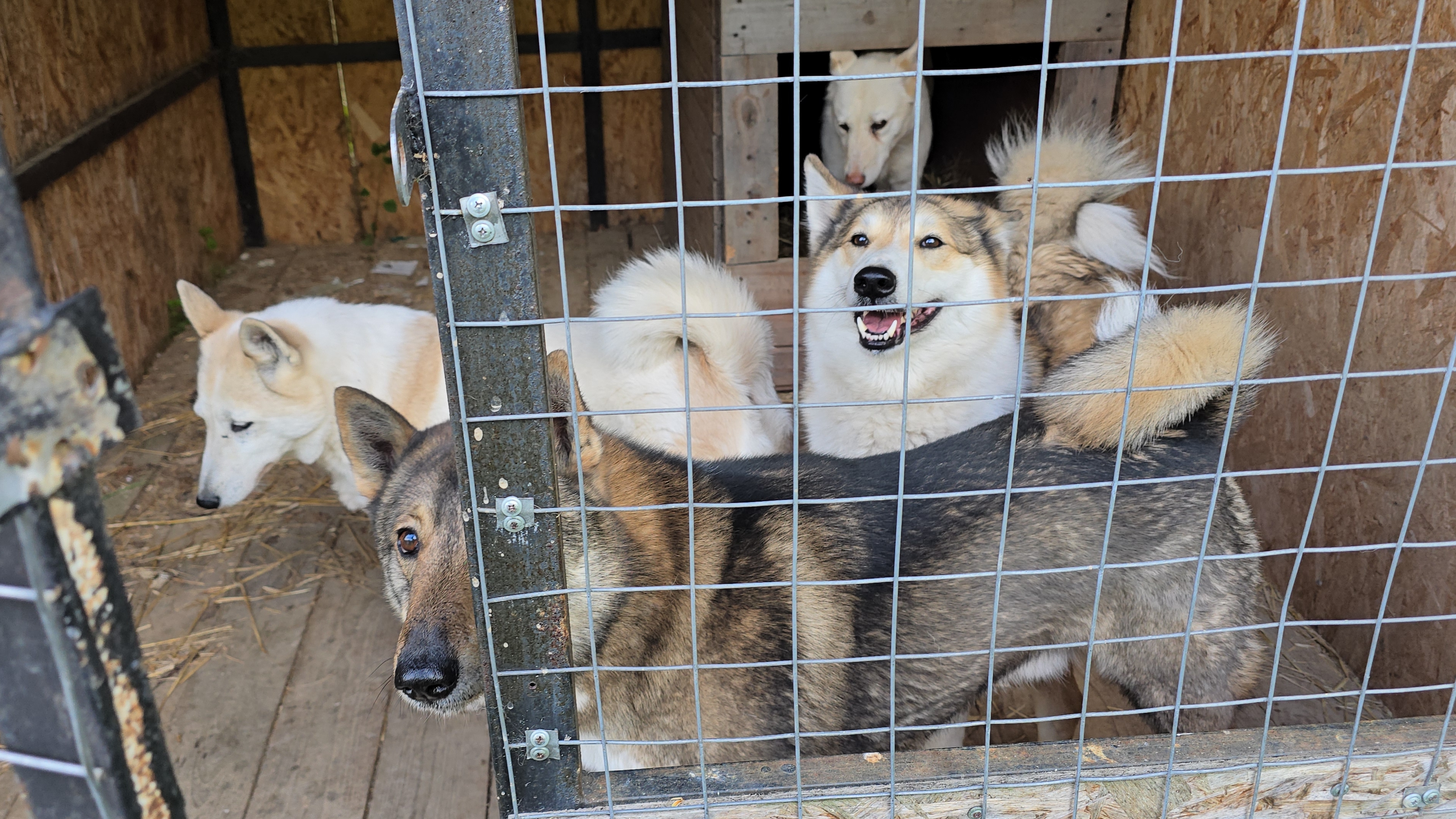 С лайками за щавелем