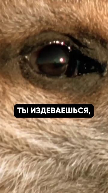 YouTube все про тебя знает! Реальная история