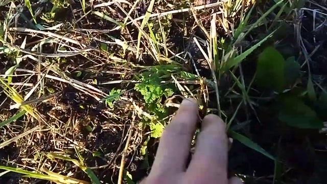 Копаем корень лопуха апрель-май