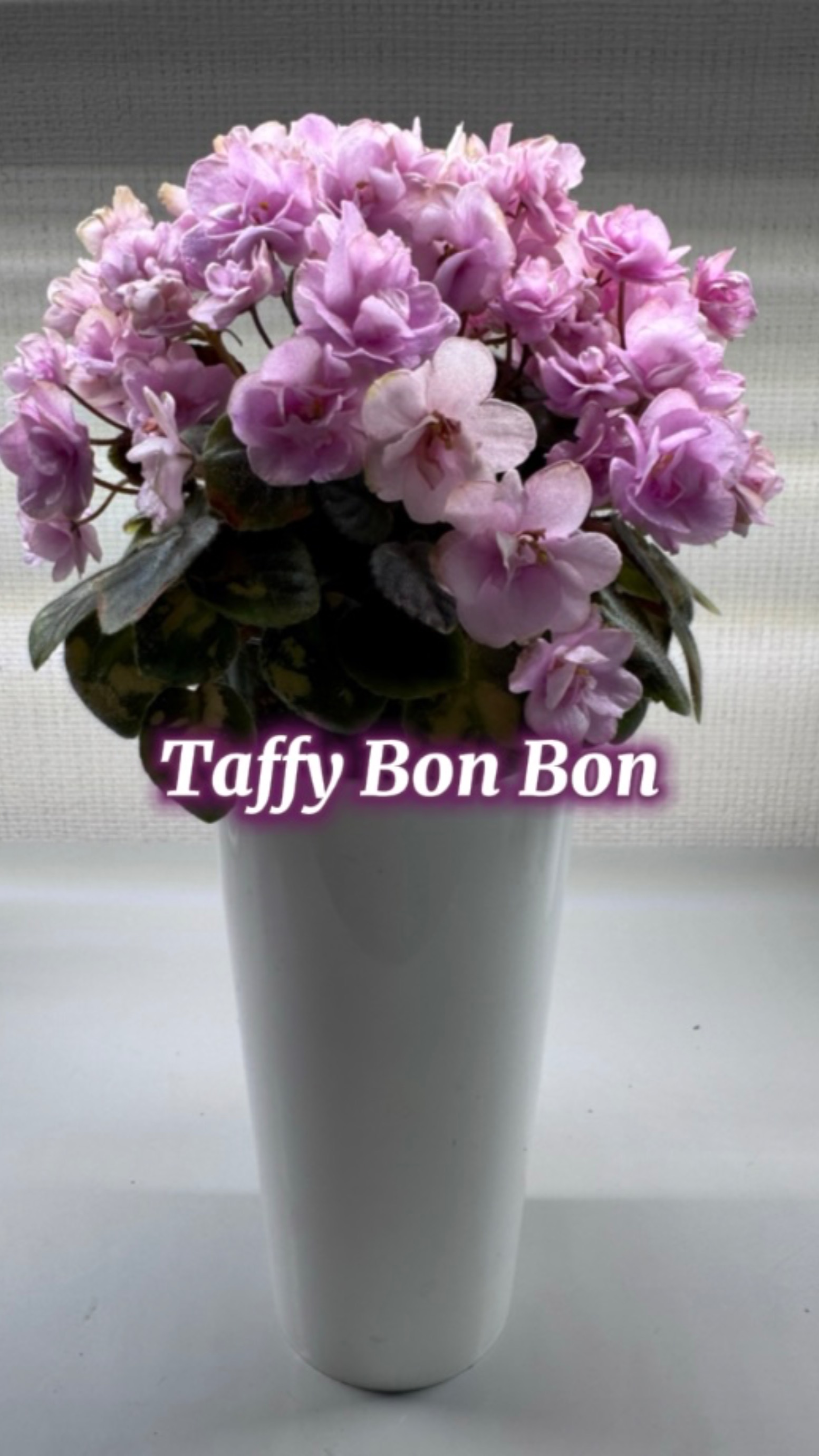 Taffy Bon Bon, кустовой минитрейлер #фиалки