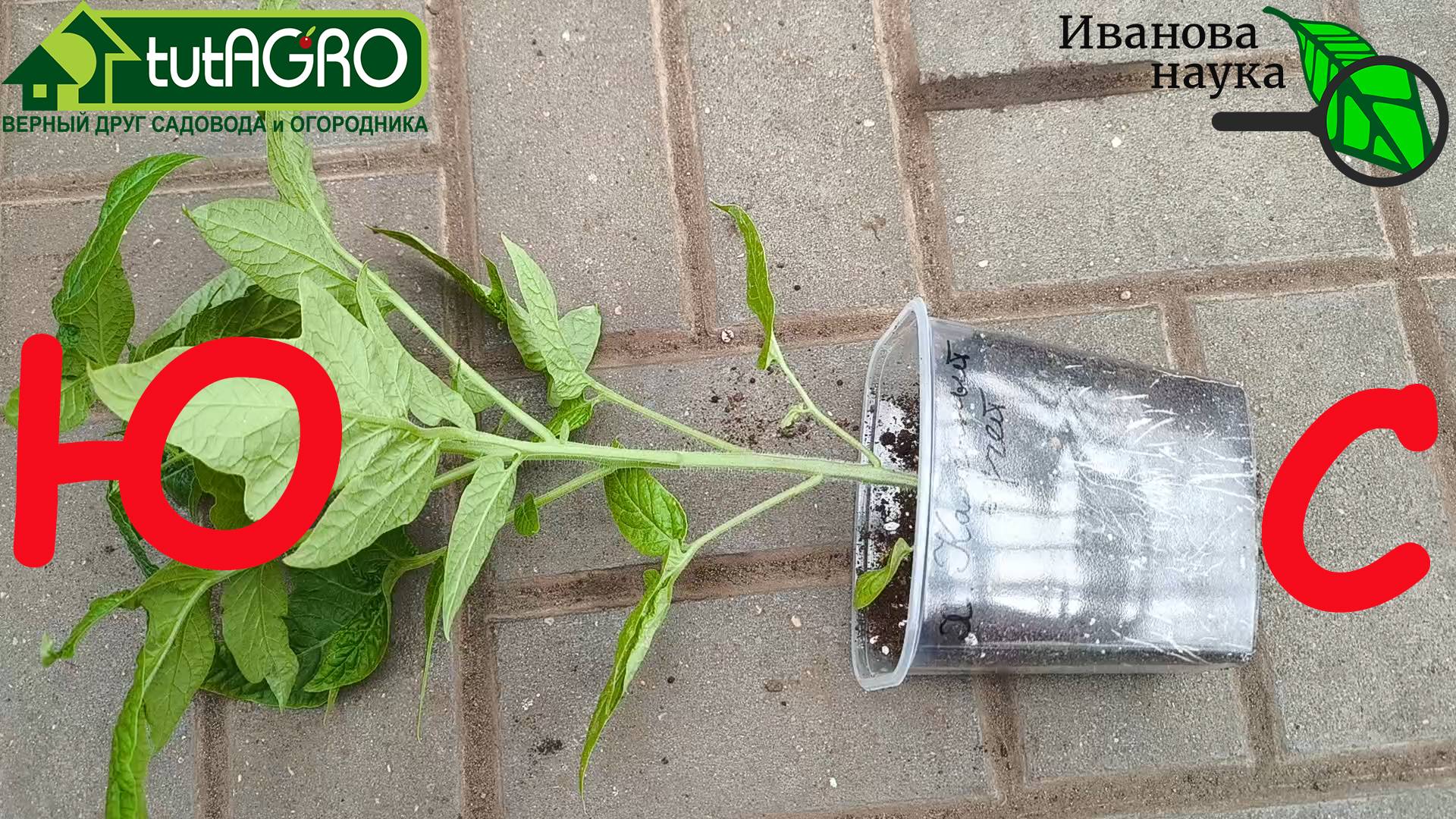 Так ОНИ ВЫРАСТУТ ВКУСНЕЕ! В какую сторону лучше сажать томаты?