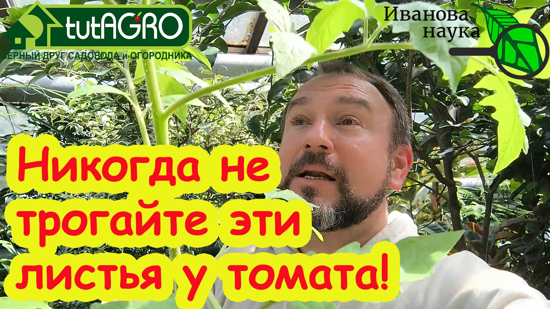 НИКОГДА НЕ ОБРЫВАЙТЕ ЭТИ ЛИСТЬЯ У ТОМАТА! Ускорение развития после высадки в грунт и теплицу.