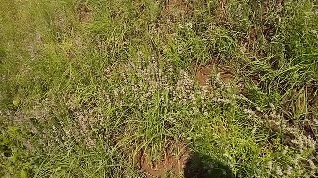 Собираем чабрец(богородская трава, тимьян ползучий)