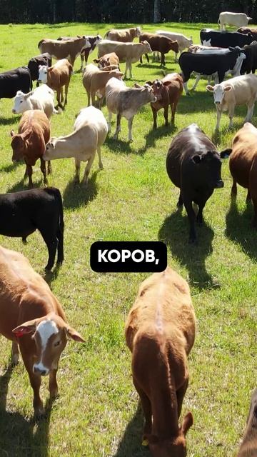 На 2000 коров — 2 человека. Открыл ФЕРМУ в России!