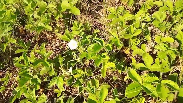 Собираем листья и цветки луговой клубники