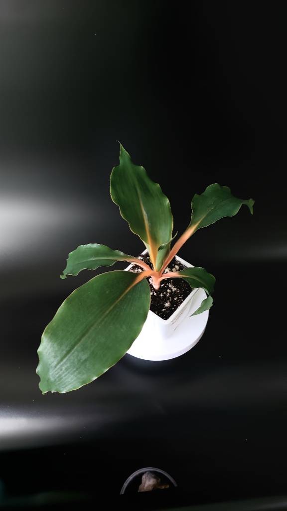 Самое красивое комнатное растение ХЛОРОФИТУМ ЗЕЛЕНО-ОРАНЖЕВЫЙ Chlorophytum orchidastrum GreenOrange