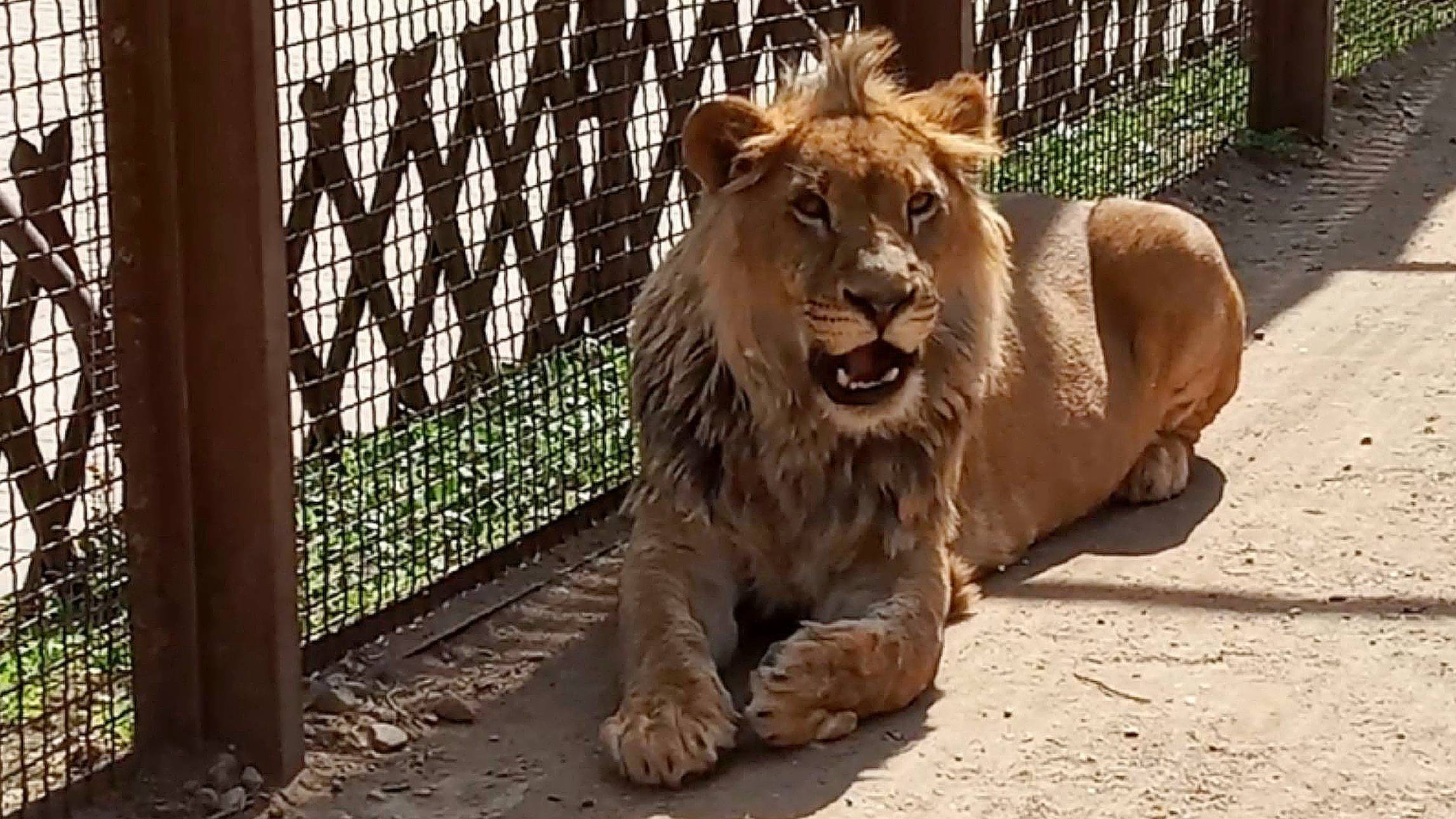 Львиным шагом от бедра. Шерхан с довольной моськой, Порш и Симочка. / С праздником ВЕЛИКОЙ ПОБЕДЫ!