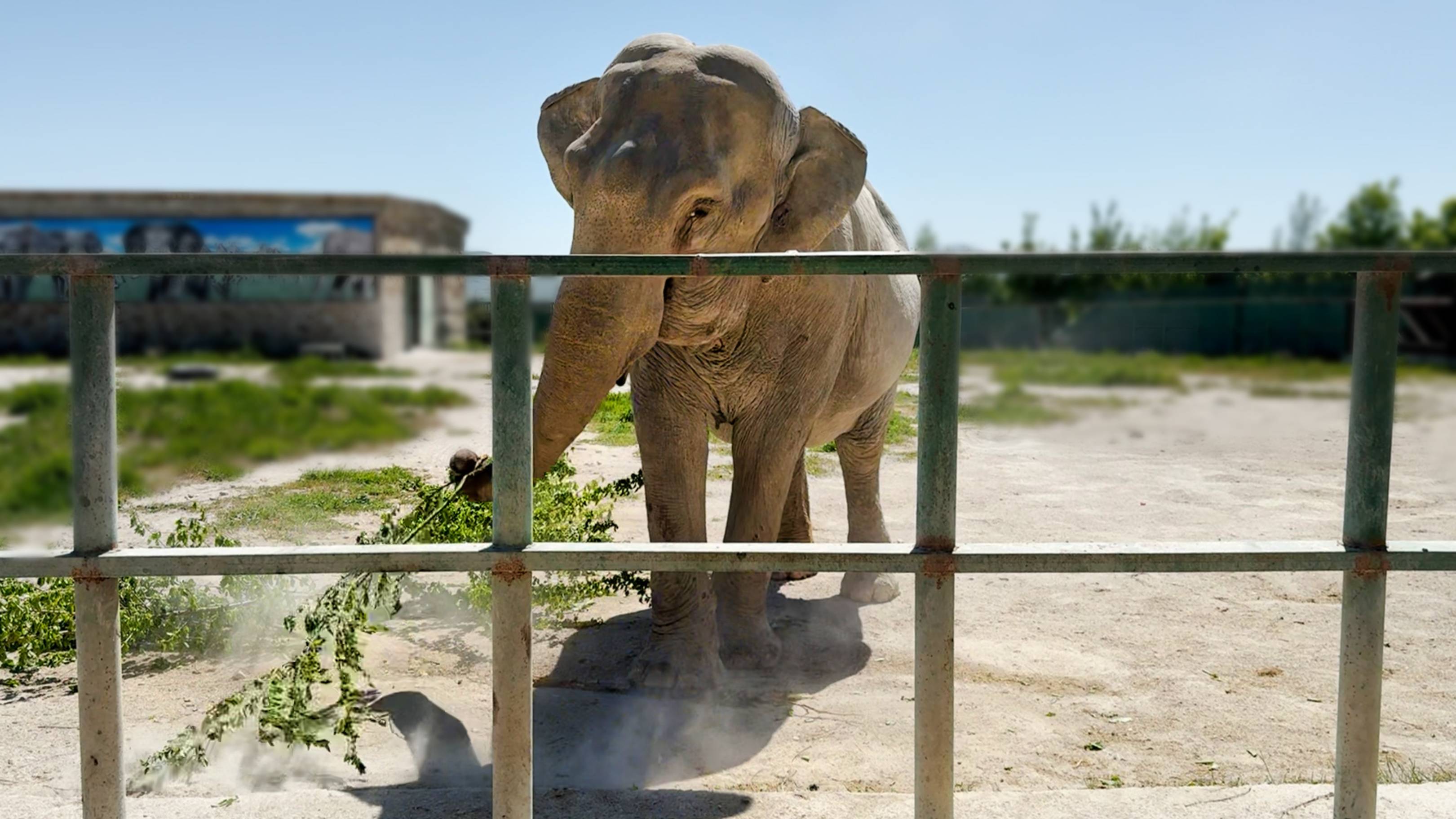 Как Магда устроила пыльный день, козлята прибежали рогами хвастаться, а зебры покрасились в зеленый!