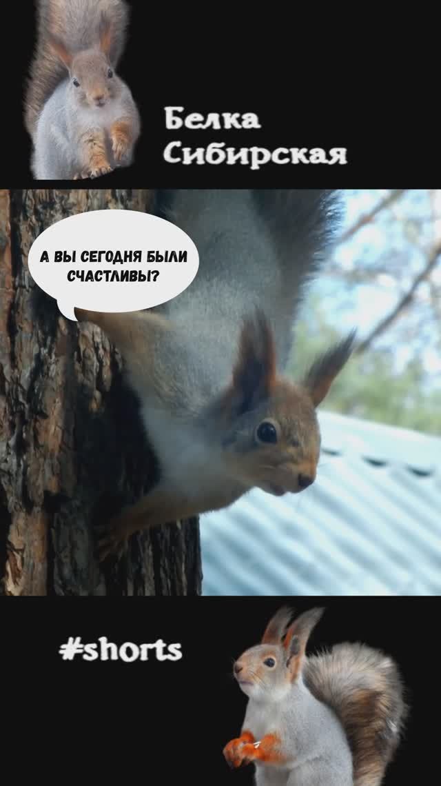 Белка забрала с кормушки семечку