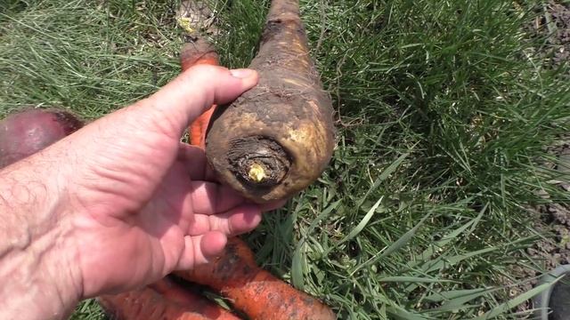 Корнеплоды после зимнего хранения