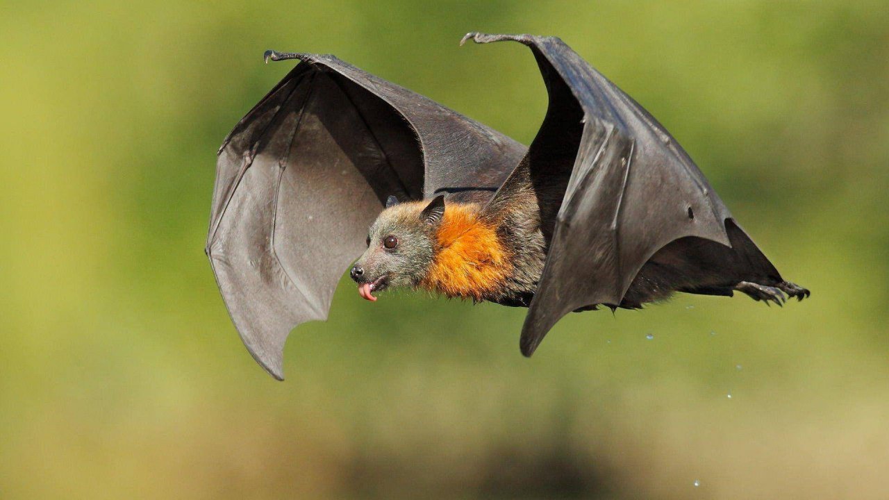 Рукокрылые: Интересные факты про Шерстокрылов, Крыланов и Летучих мышей
