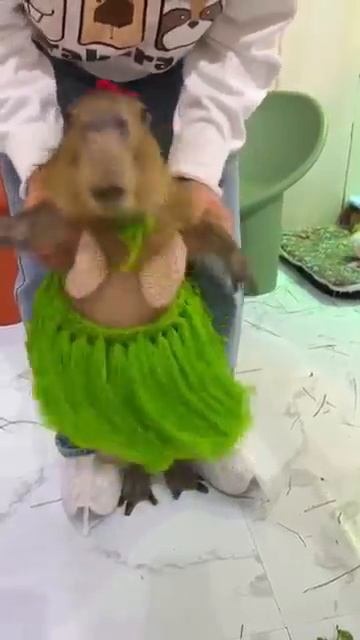 Забавные капибары #funny