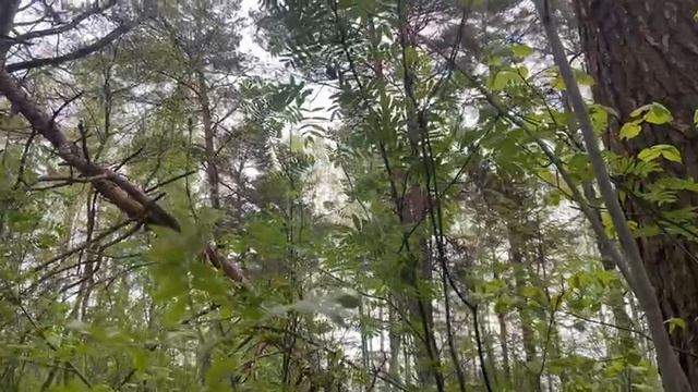 Птички в лесу поют