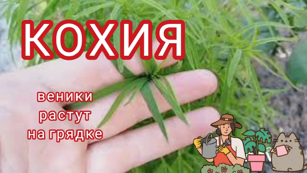 Веник можно вырастить у себя на клумбе.