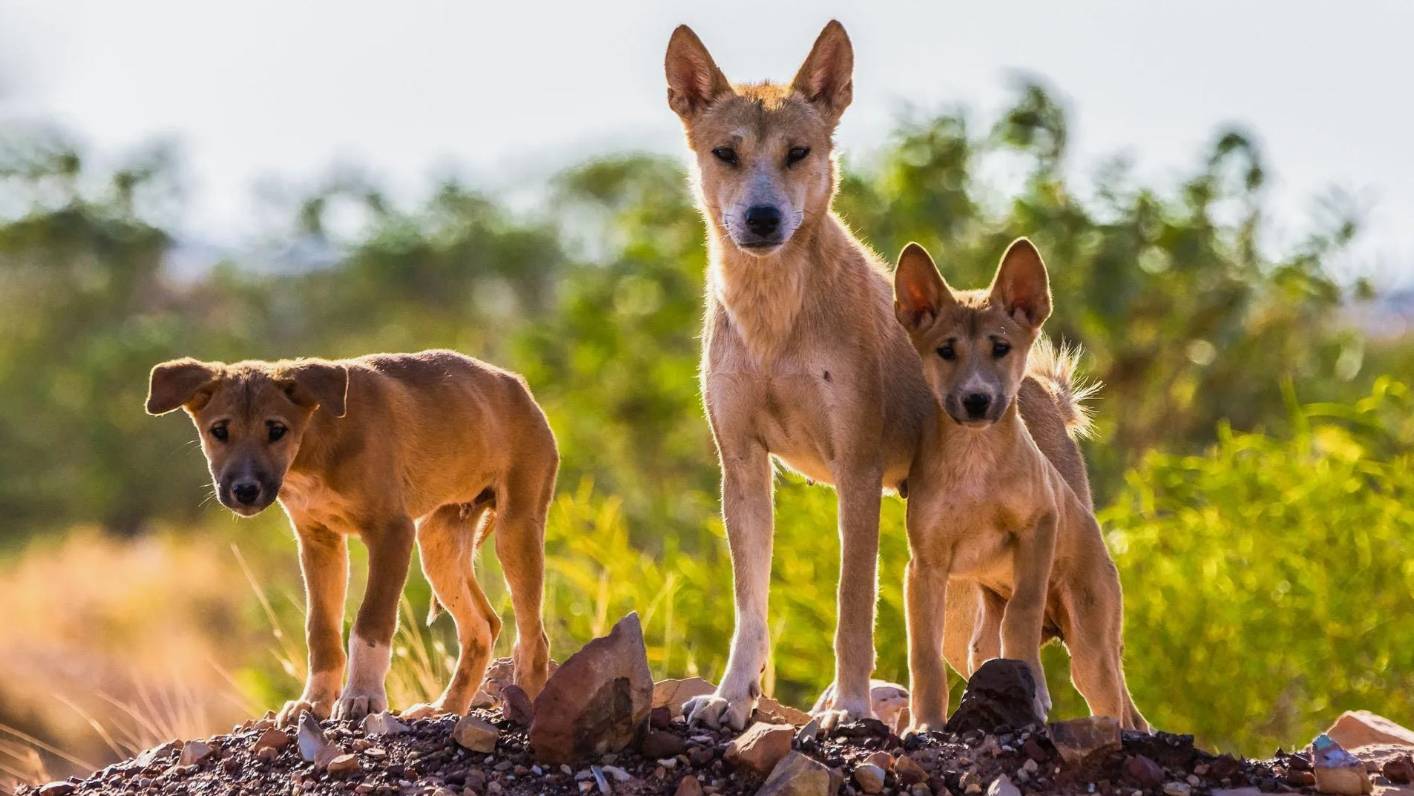 Псовые: Интересные факты про Шакала, Динго, Лисиц и Енотовидную собаку
