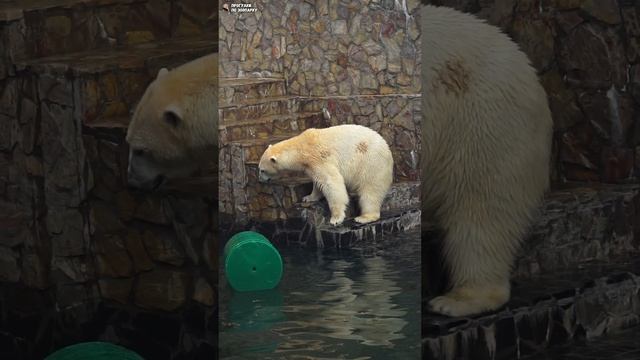 Медведица Хаарчаана не хочет заходить в воду. Ленинградский зоопарк