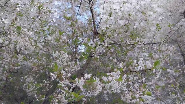 08-05-2025. Вишнёвый сад весь в цвету🌼