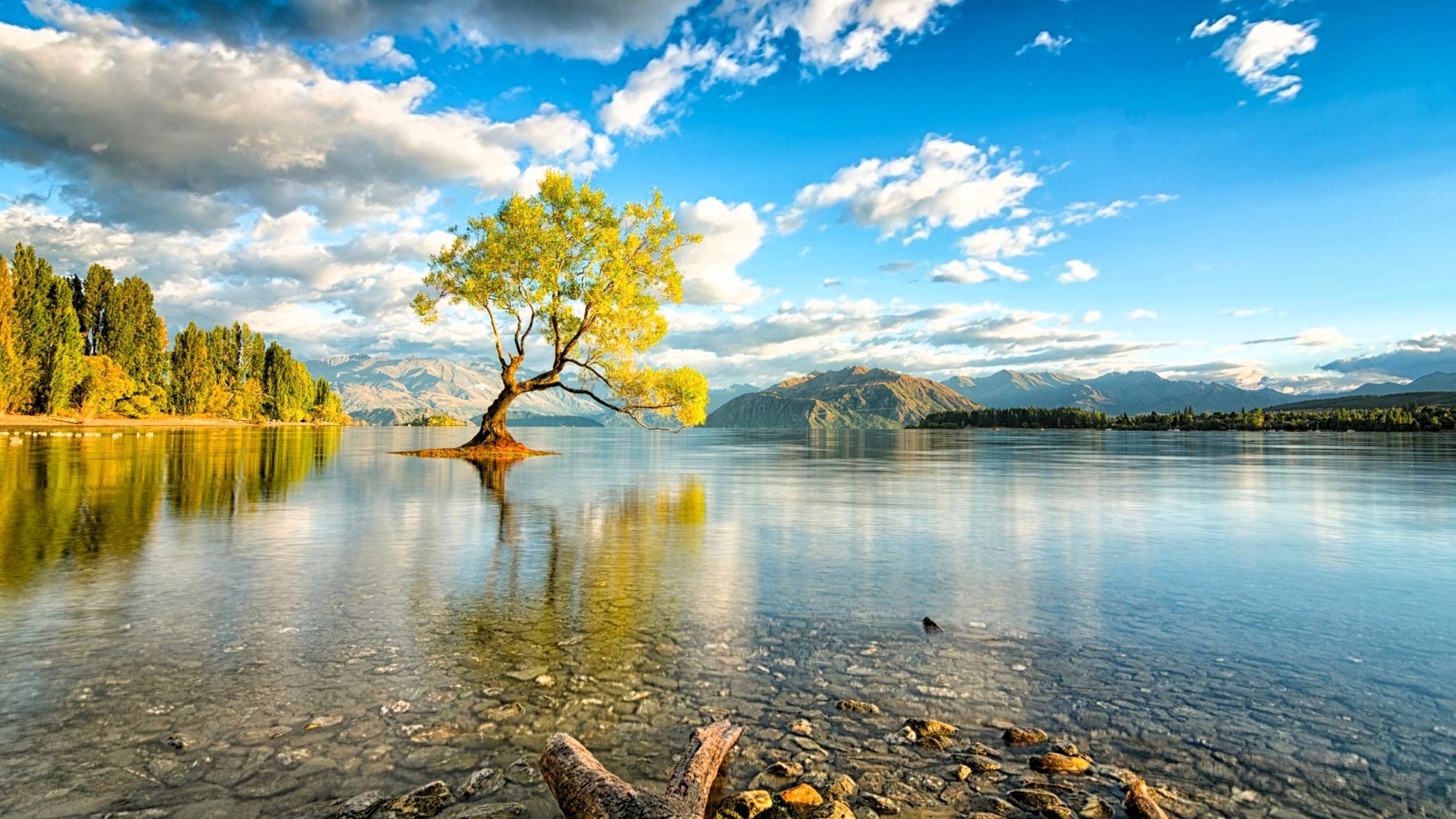 ТОП - 10 самых удивительных растений в мире