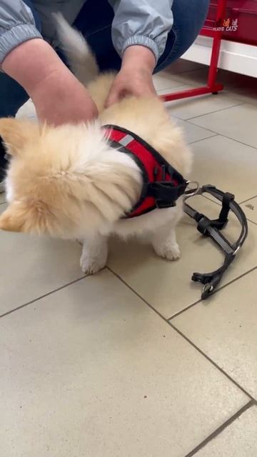 Гости зоомагазина - Очаровашка меряет шлейку