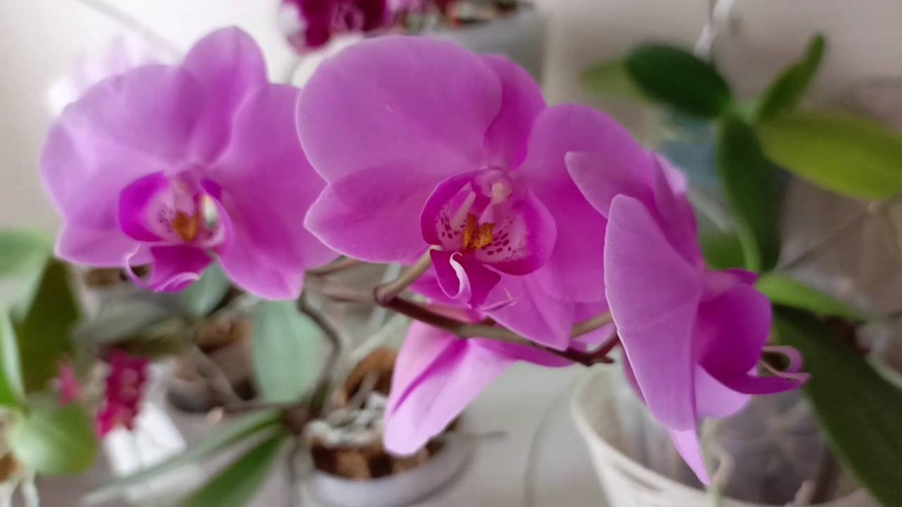 Как чувствуют себя орхидеи после омоложения, простояв в воде 12 дней, омоложение орхидеи, уход