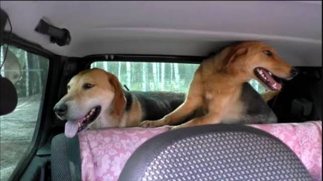 Делаем солонцы для зайцев. РГ Аргон и Лайма 8 месяцев вл. Шатров В.А.#охотасгончей#топ #hunting