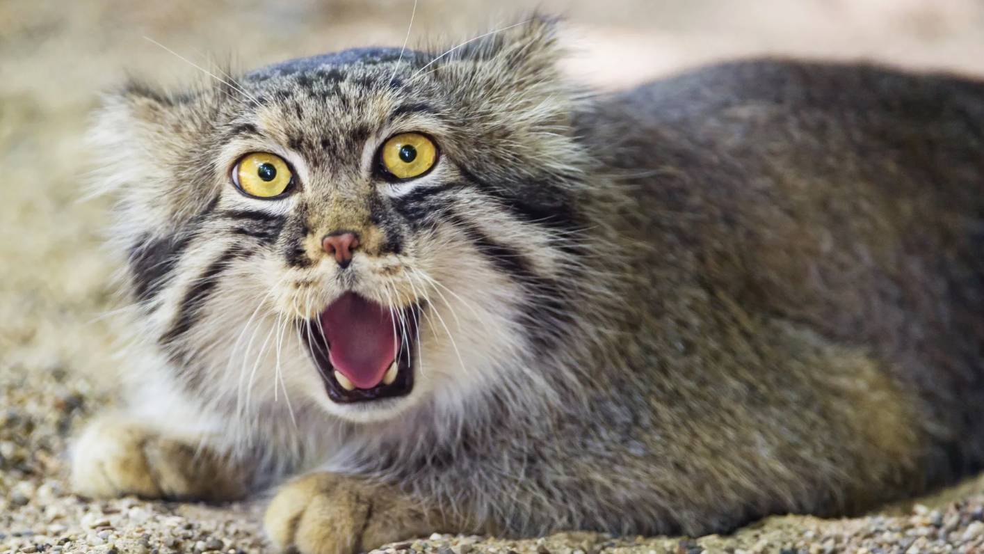 Семейство Кошачьи: Интересные факты про Малых Кошек