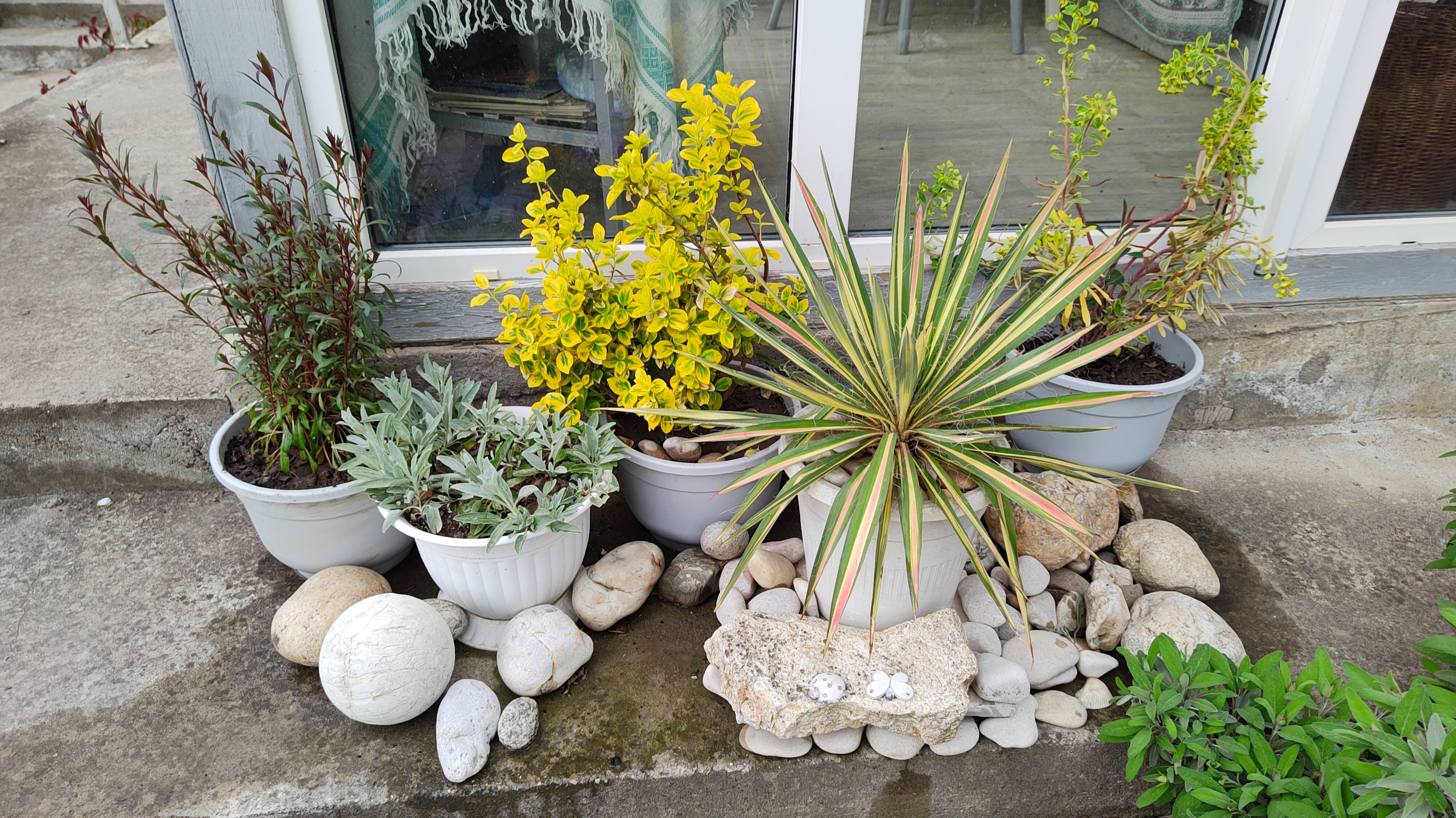 Керрия, вечерница, сцилла, молочай Мартина, флокс шиловидный. Южный сад 02.05.2025 г. Пятигорск.