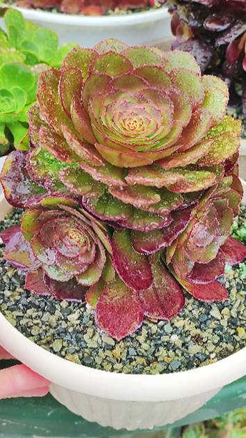 Эониум Мадейра Роуз сильно подрос за полгода. Видео до/после