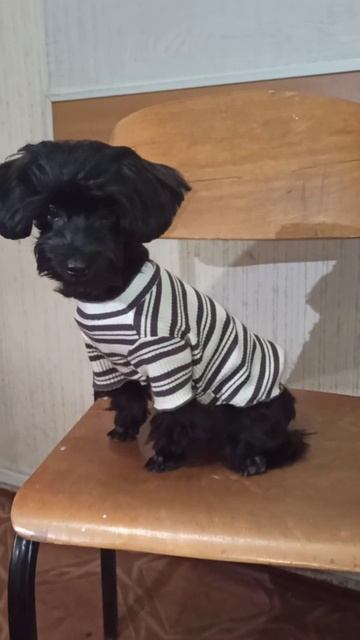 Малышка мальтипу сделала первую стрижку.