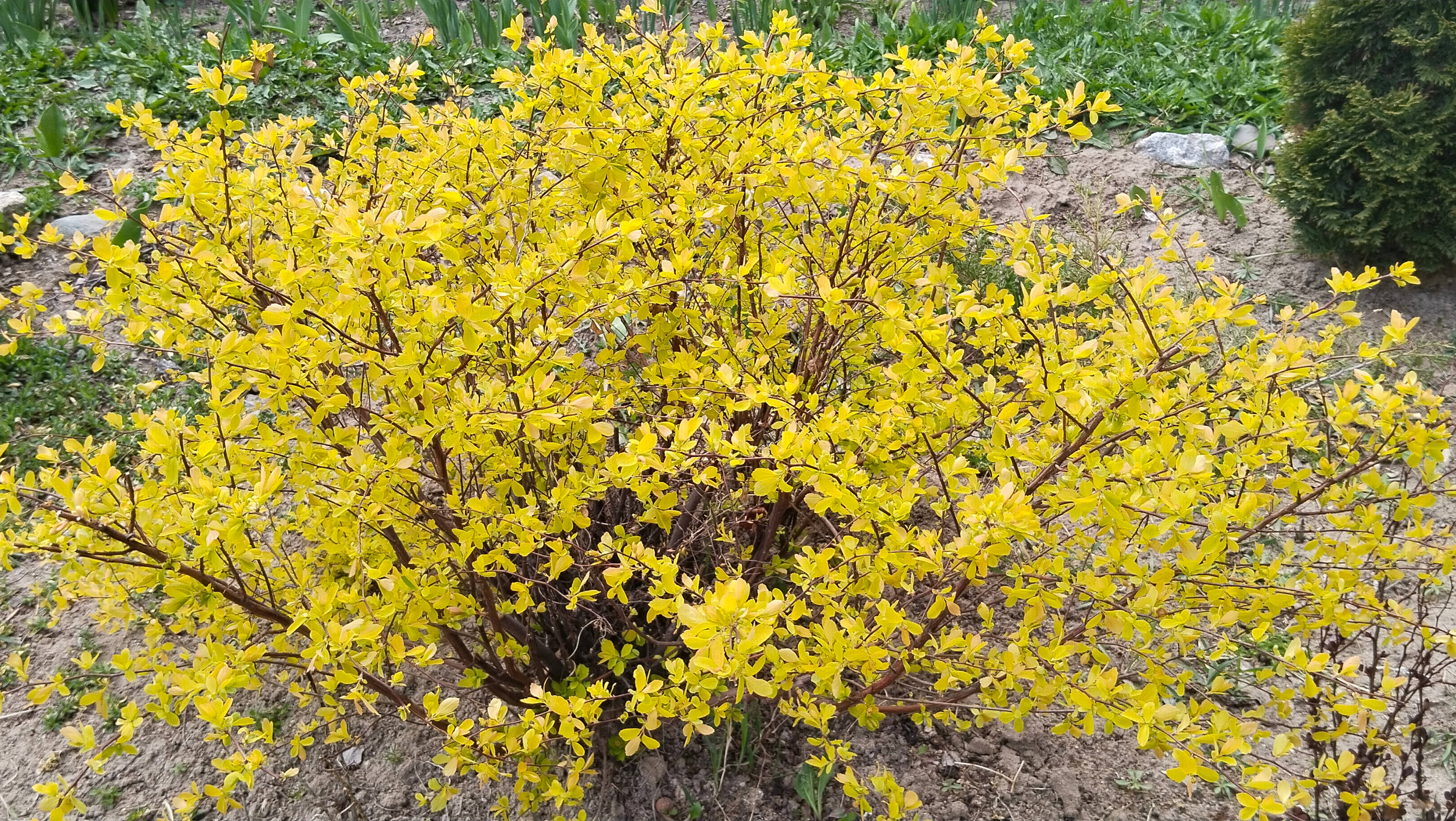 Всего понемногу. Цветет абрикос 😀. Любимые спиреи, карликовая яблоня, особенности нового  сада...