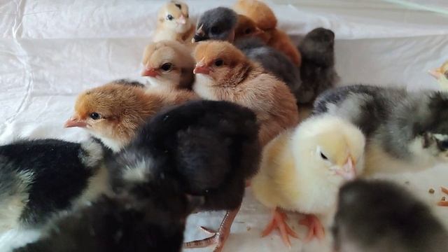 Результат инкубирование куриных яиц