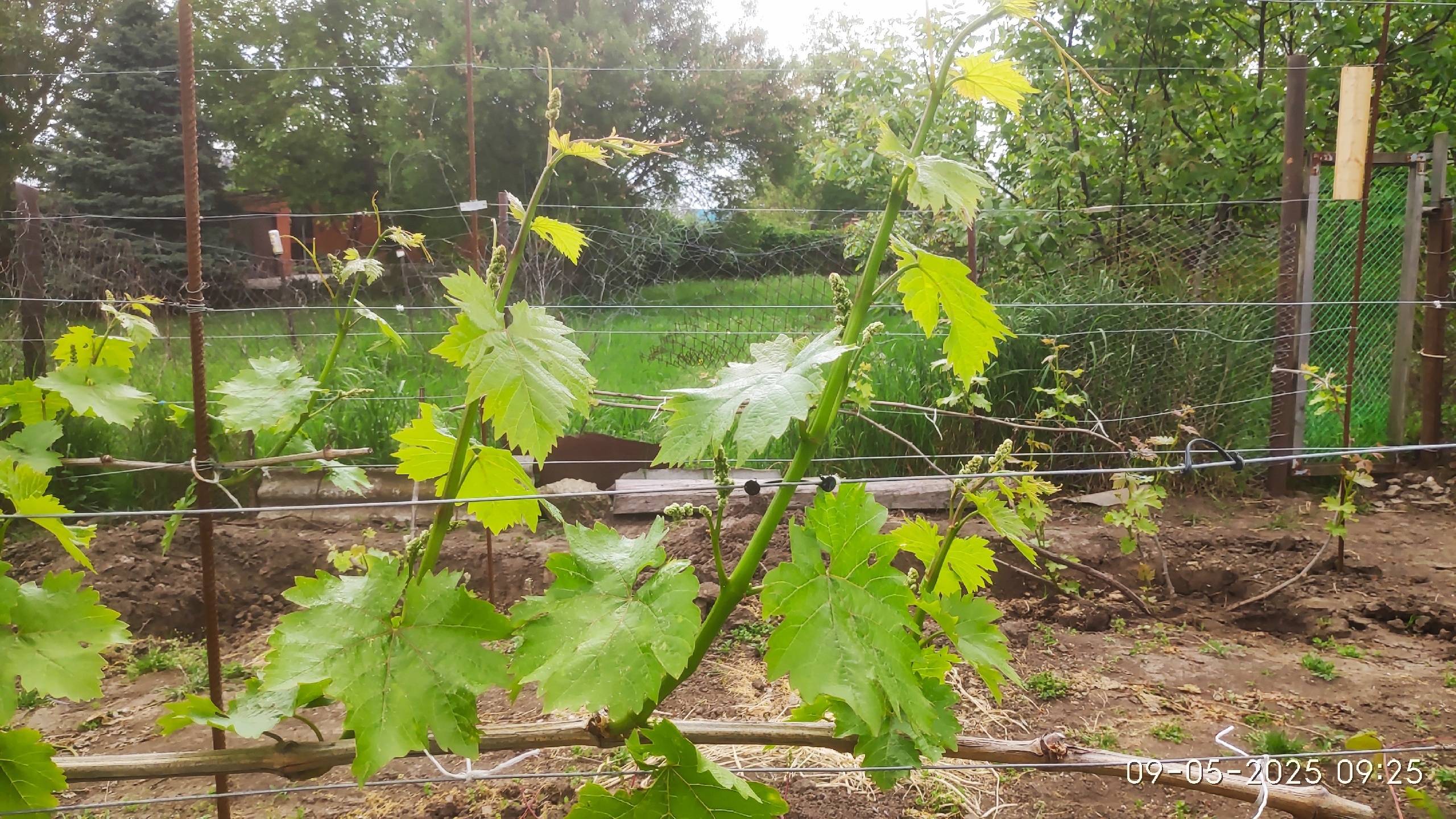 Подвязка винограда и другие советы начинающим